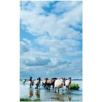 Boek Roots Wandelgids 21 mooiste wandelingen nationale parken Nederland