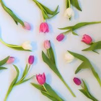 Valentijnscadeau. Moederdagcadeau. Tulpjes door de brievenbus. - Verrasjelief