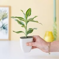 Bamboo plantje voor geluk