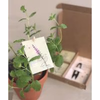 Cadeaudoosje - Plantje - Kruidenpakket - Snoeischaartje - Heerlijke kruiden - 4 soorten kruiden