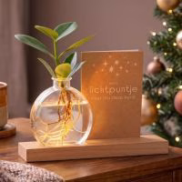 Kerst Lichtplantje met kaartje - Verrasjelief