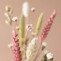 Droogbloemen versturen - brievenbusbloemen - brievenbuscadeau - brievenbusgeluk. Cadeau voor haar. Leuk cadeau vriendin. Cadeautjes voor haar. Cadeau idee vrouw. Moederdagcadeau. Kado voor mama. Kerstcadeau vrouw. Kerstcadeau voor haar. - Verrasjelief