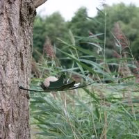 Vogelvoederschaal Leaf Me - Groen - Verrasjelief