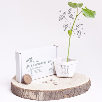 Wensdoosje met bloeiende 'Happiness Wishes' of 'Ik wens jou beterschap'