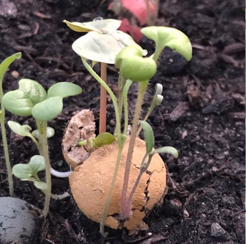 Vrolijke bommetjes met bloemzaadjes voor meer bijen en vlinders