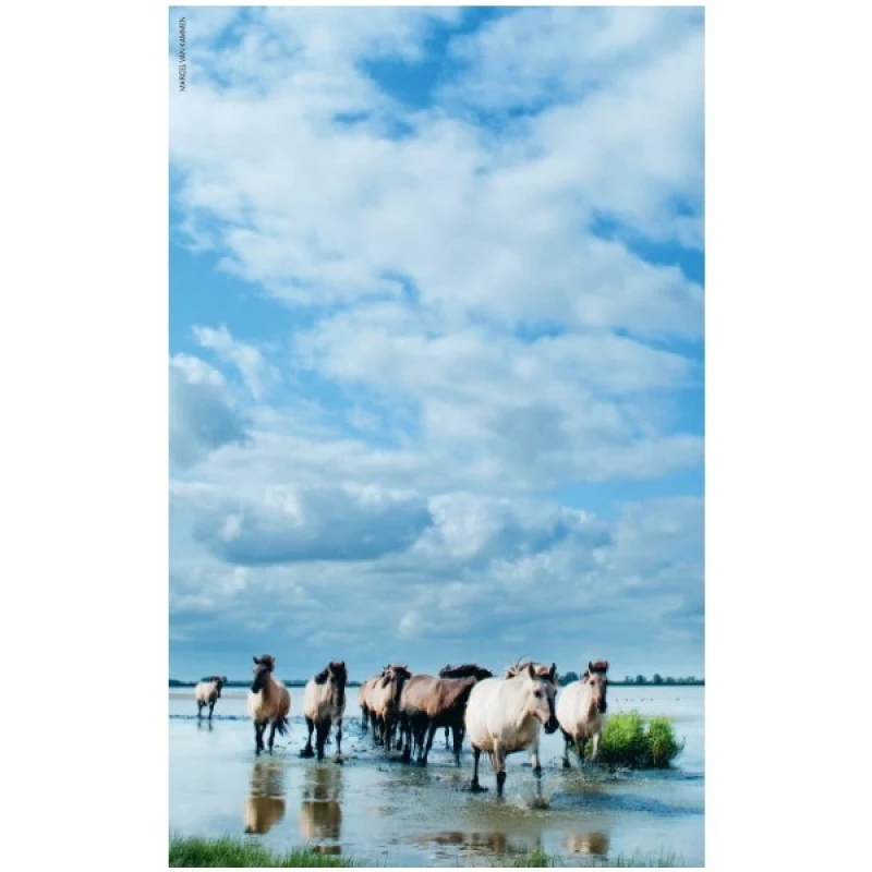 Boek Roots Wandelgids 21 mooiste wandelingen nationale parken Nederland