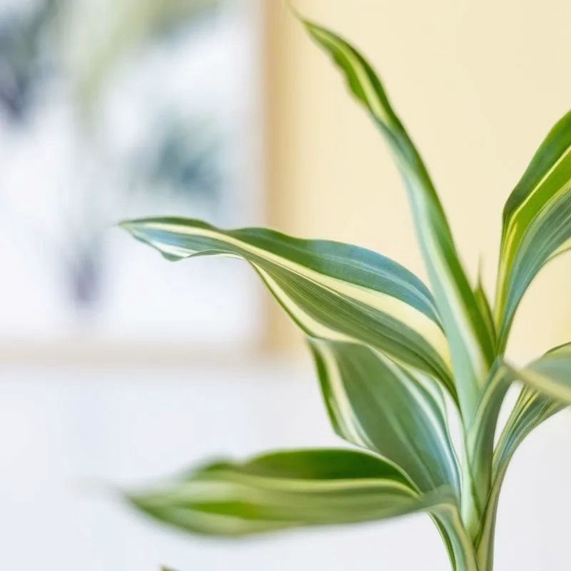 Bamboo plantje voor geluk