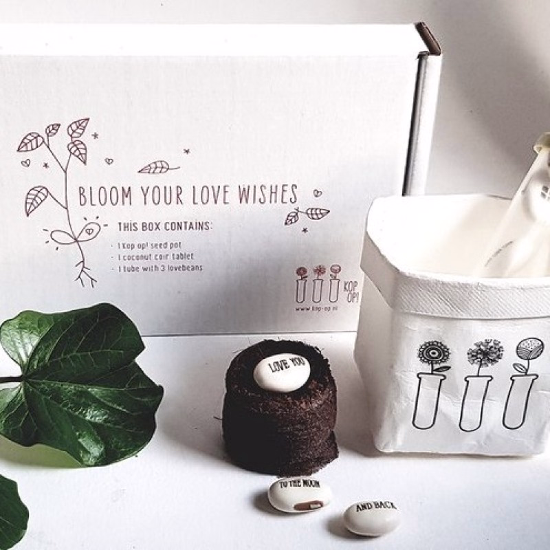 Wensdoosje met bloeiende 'Love you to the Moon' bonen