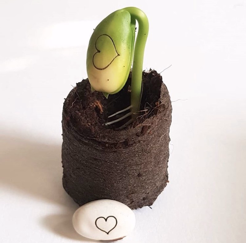 Wensdoosje met bloeiende 'Happiness Wishes' of 'Ik wens jou beterschap'